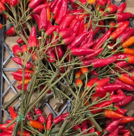 Pepper Red Chili Picanti Bundle